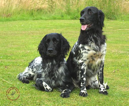 Large Munsterlander 9W020D-139.JPG